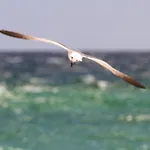 Texas Tides By Gulf Tide Vacation Rentals