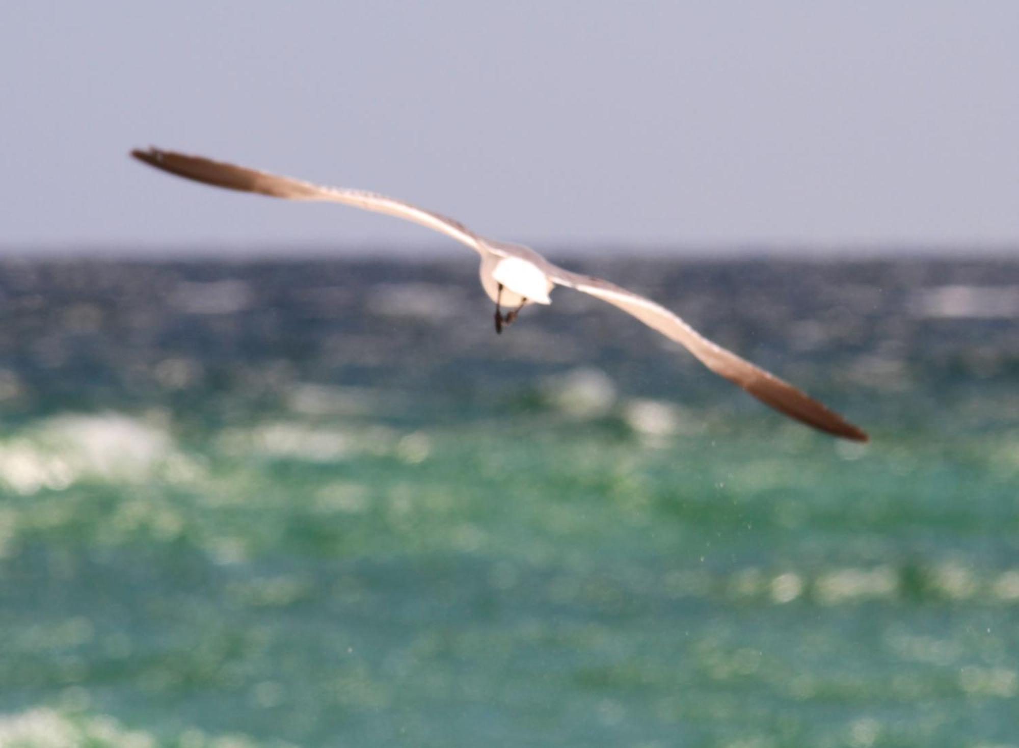 Texas Tides By Gulf Tide Vacation