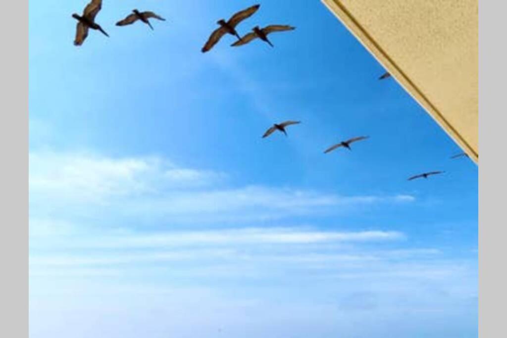 Apartment Beachfront, Oceanview, Pelican Resort, 19th Floor Destin