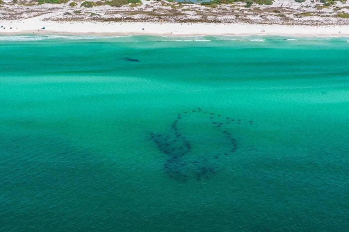 Sandestin Golf And Heron Walk - Golf * Destin